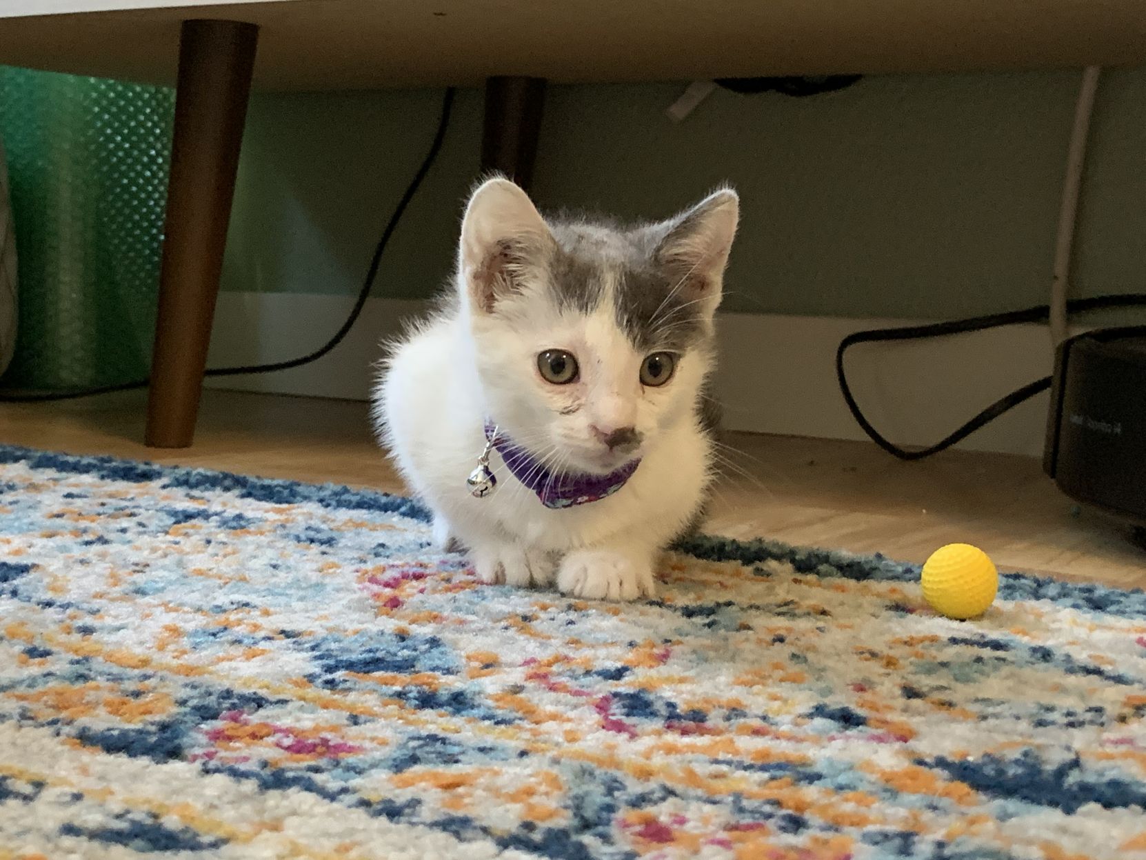 Stowaway kitty survives wild ride to Napa